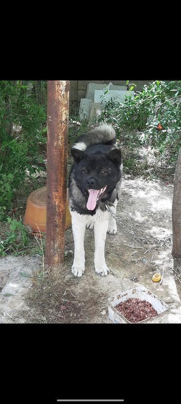 İtlər: Akita-inu, 2 il, Erkek, Peyvəndli