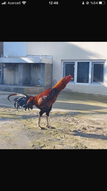 heyrati gence: Xoruz, Heyratı, il: 1, Ünvandan götürmə