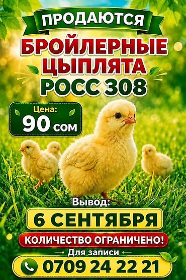 Сатам | Балапандар | РОСС 308 | Союуга