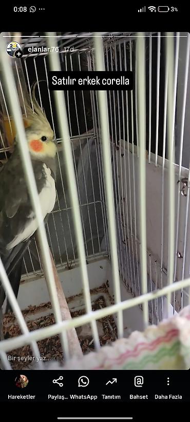 yalnız suda yaşayan heyvanlar: Satılır: erkək corella (nimfa tutuquşu) - Növ: Corella (cockatiel) — 1