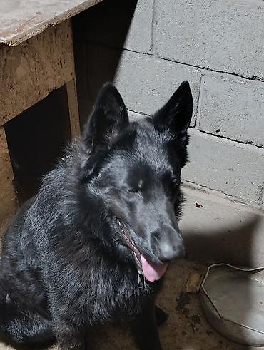 Продажа собак: Немецкая овчарка, 2 года, Самец — 10