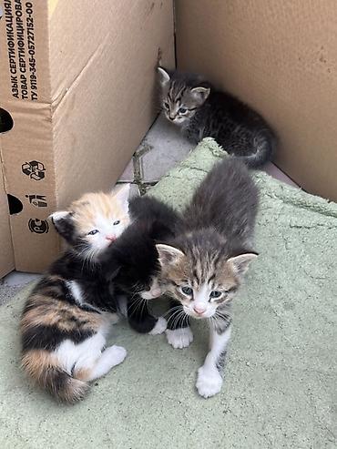 котёнок в хорошие руки: Беспородная, 1 месяц, Мальчик, Приучена к лотку — 1