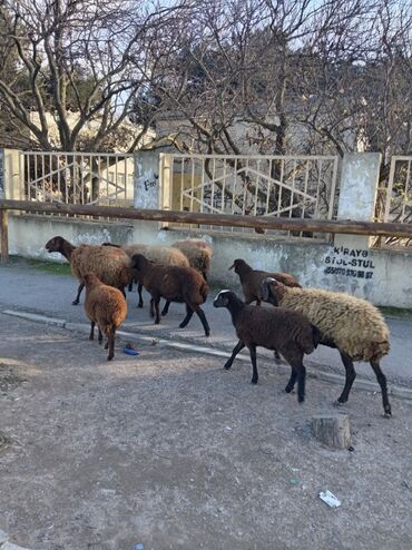 Qoyunlar, qoçlar: Qoyun sürüsü – yerli ətlik/yunlu istiqamət - Şəkillərdə müxtəlif — 9
