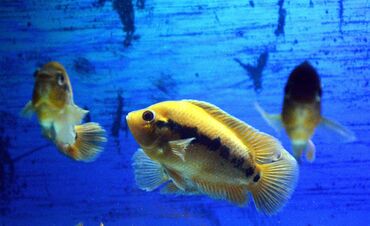 Balıqlar: Cixlid balığı — 10