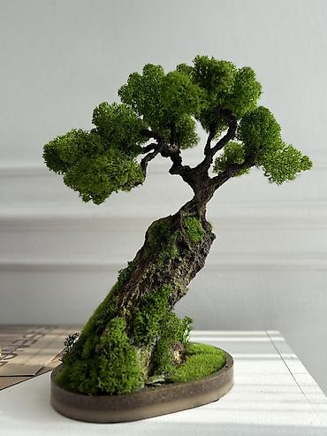 Декоративные цветы: Бонсай ручной работы из натурального стабилизированного мха от 1500 — 3