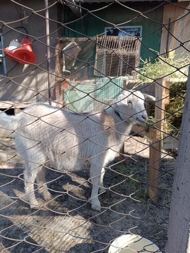 продаю козу: Продается годовалая козачка,не огуленная.От высокоудойной козы. прошу