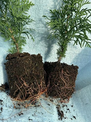 Туя: Туя западная — саженцы в контейнерах - Вид: Thuja occidentalis (туя — 2