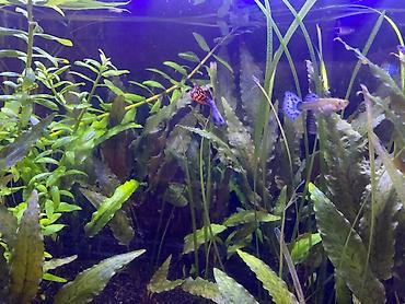 Akvarium aksesuar və ləvazimatları: Təbii ekosistem qurulmuş bitki akvaryumu satılır. içində balıqla — 5
