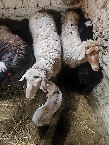 Баран, овца: Продаю | Ягненок | Для разведения | Матка — 3