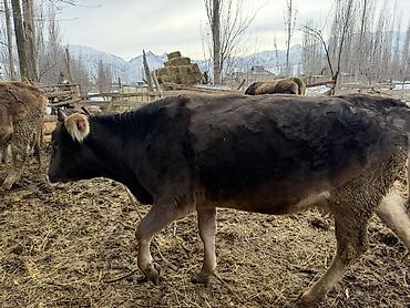 Коровы, быки: Продаю | Тёлка | На откорм | Племенные — 5