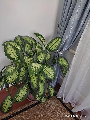 Фикусы: Комнатные растения в горшках: 1) Фикус Бенджамина (Ficus benjamina) - — 3