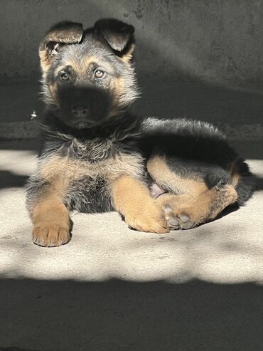 немецкая овчарка девочка: Щенок немецкой овчарки - Порода: немецкая овчарка, чепрачный окрас -