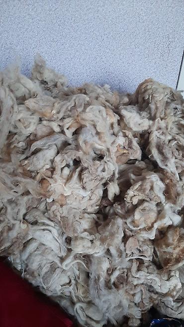 Məhsul: Xam qoyun yunu (təbii rəng qarışığı – ağdan açıq qəhvəyiyə