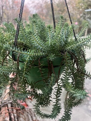 Otaq bitkiləri: Her biri ucuz kimete Gencededi catirma var size yaxin yere ancag — 51