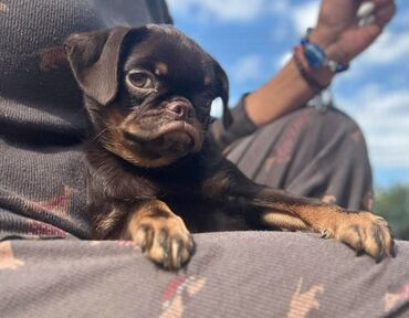 Psi: Na prodaju 4 ženke: Belgijski Grifon. Petit Brabancon. Exotic boja na lalafo.rs — 2 Psi: Na prodaju 4 ženke: Belgijski Grifon. Petit Brabancon. Exotic boja — 2
