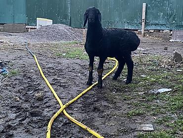 Баран, овца: Продаю | Баран (самец) | Арашан | Для разведения | Осеменитель — 4