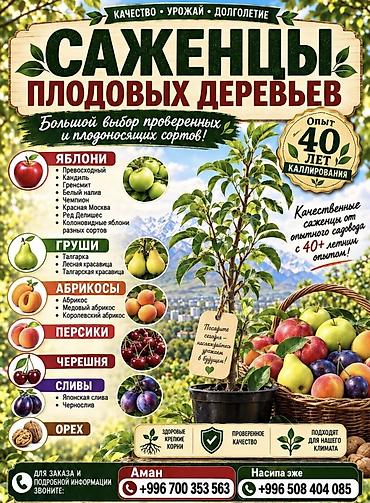 сдаю овощи фрукты: 🌱🍎 КАЛИРОВАННЫЕ САЖЕНЦЫ ПЛОДОВЫХ ДЕРЕВЬЕВ В ПРОДАЖЕ! 🍎🌱 Опыт -40 лет — 1