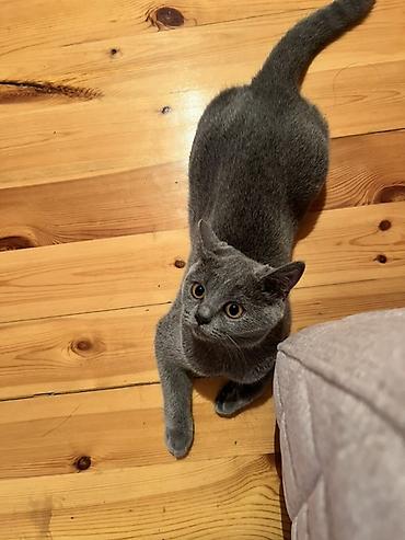 ragdoll pisik: Dişi, Yaxşı əllərə, Pulsuz çatdırılma — 1