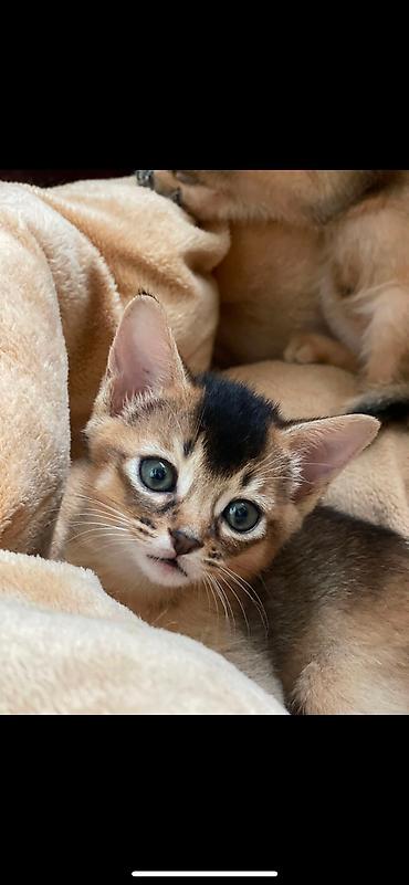 Мышыктар сатылат: 🐾 Абиссинские котята — очаровательные малыши в поисках любящих хозяев! — 9