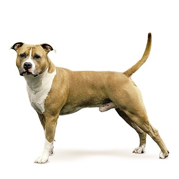 щенки стаффордширского терьера: Продаётся собака амстафф чистокровный ( Американский стаффордширский