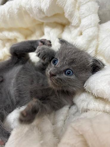 Pişiklər: Britan — 6