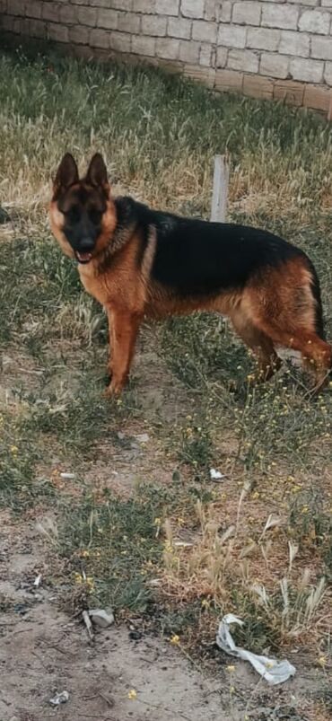 İtlər: Alman çoban iti, 11 ay, Erkek, Peyvəndli, Ünvandan götürmə