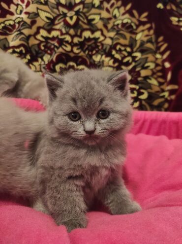 Pişiklər: Britan, Dişi, Yaxşı əllərə, Pulsuz çatdırılma — 2