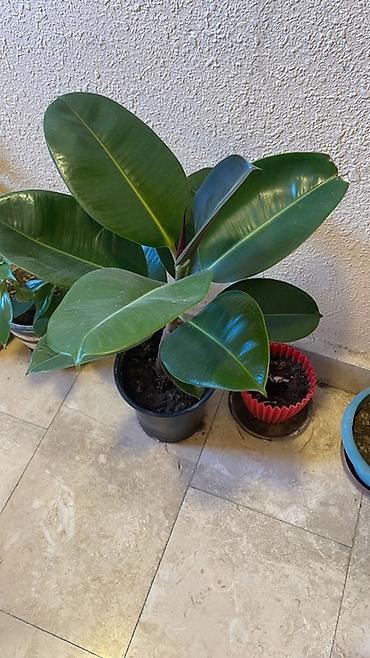 Otaq bitkiləri: Fikus elastika (rezin ağacı) – dekorativ ev bitkisi - Növ: Ficus — 1