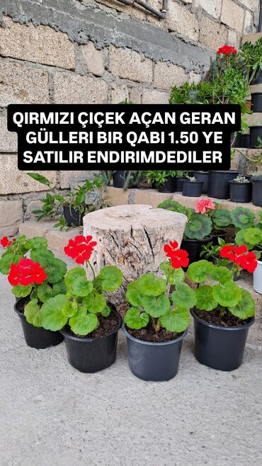 Ravon: GENCEDE SATILIR SATIŞ GENCE ÜZREDI GÜLLER TECILI BU AYIN SONUNA KIMI