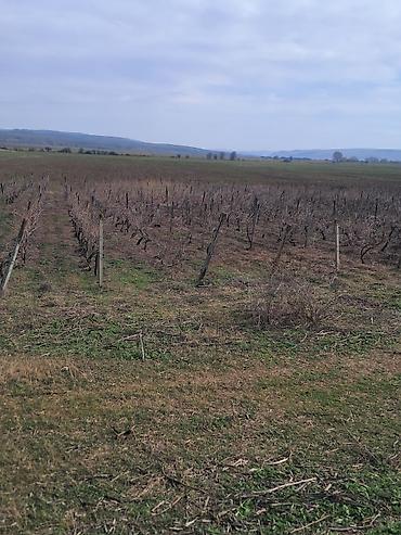 Torpaq sahələrinin satışı: 66 sot, Kənd təsərrüfatı — 5