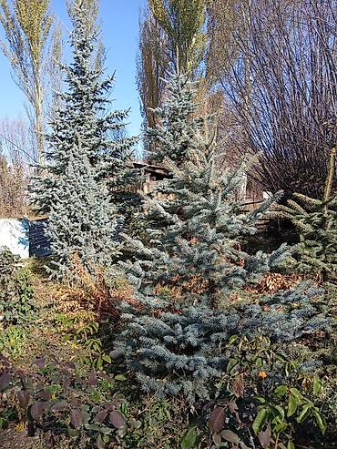 Ель зелёный (Picea pungens, Blue Spruce) для озеленения участка -