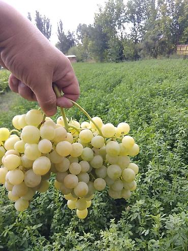 Виноград: Саженцы винограда: Ризамат. Киш-миш чёрный. Мирный. Розовый тайфи — 8