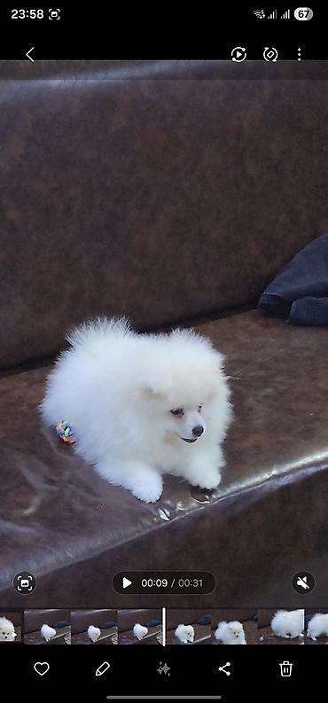 heyvan evleri: Məhsul: Pomeranian Spitz balası - Rəng: qar kimi ağ - Xəz: sıx — 4