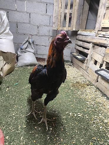 Куры, петухи: Продаю | Петух | Дакан | Для разведения, Для боев — 9