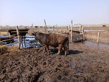 Коровы, быки: Продаю | Бык (самец) | На откорм | Племенные — 3