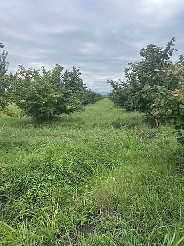 Həyət evləri və villaların satışı: 3 otaqlı, 100 kv. m, Yeni təmirli — 34