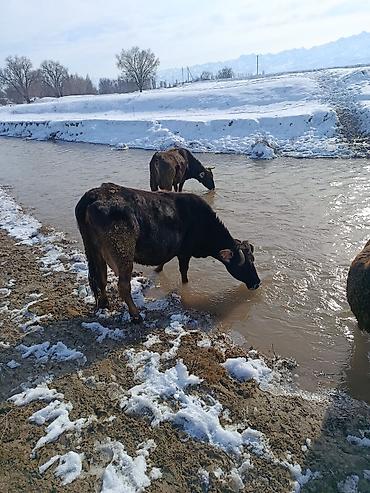 Коровы, быки: Продаю | Корова (самка) | Для молока — 3