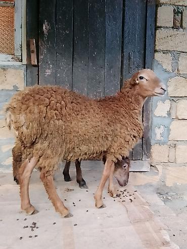 sumqayıtda cücə satışı: Salam aleykum quzular satılır ağ baş 290 manat o biri 330 manat — 4