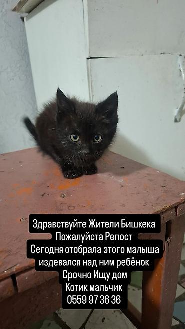 Кошка даром: Беспородная, 2 месяца, Мальчик, Приучена к лотку