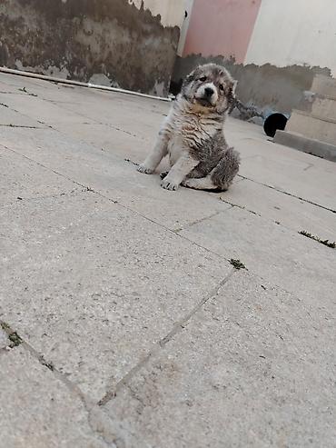 İtlər: Kanqal, 1 ay, Erkek — 5