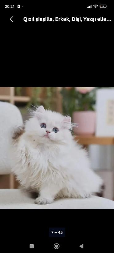 Pişiklər: Britan — 6