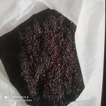 first class cay: Qara düyü (black rice) – təbii, aromatik və qida dəyəri yüksək növ - — 2
