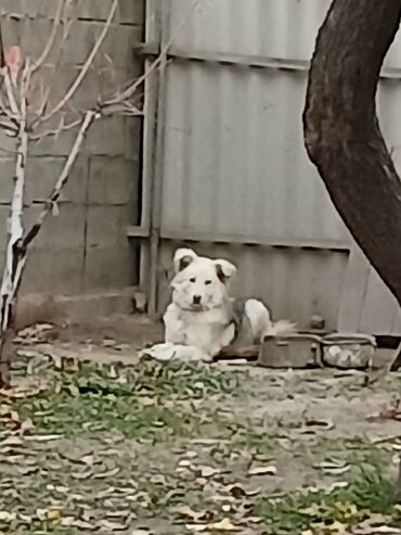 пушистая собака: Собака средних размеров, дворняга/метис. Окрас белый с серыми