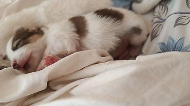 it iti sikir: Şpitz, 1 ay, Dişi, Peyvəndli — 4