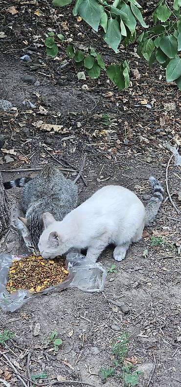 кошка белый: Котята красивые нуждаётся в доме, все из одного помёта. Окрасы — 4