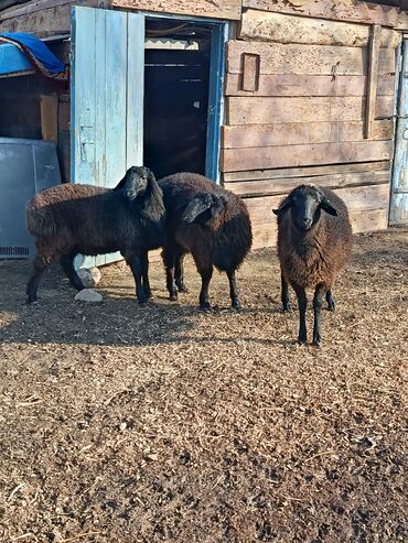 Бараны, овцы: Продаю | Овца (самка), Баран (самец) | Гиссарская | Для разведения | Осеменитель, Матка — 4