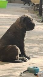 вязка чихуахуа: Кане-корсо, 1 айлык, Ургаачы, Эмделген, Ит тегин тастыктоочу документ