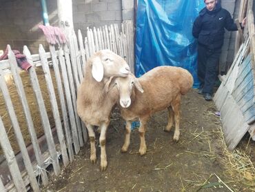 Баран, овца: Продаю | Баран (самец) | Для разведения | Осеменитель — 6