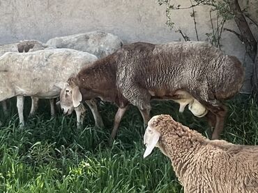 животные для дома: Продаю | Баран (самец) | Арашан, Гиссарская | Для разведения, Для шерсти, На забой | Племенные