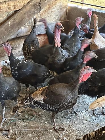 Птицы: Самки и самцы — 6